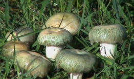 蘑菇爆料吃瓜视频在线观看,揭秘吃瓜视频背后的精彩瞬间